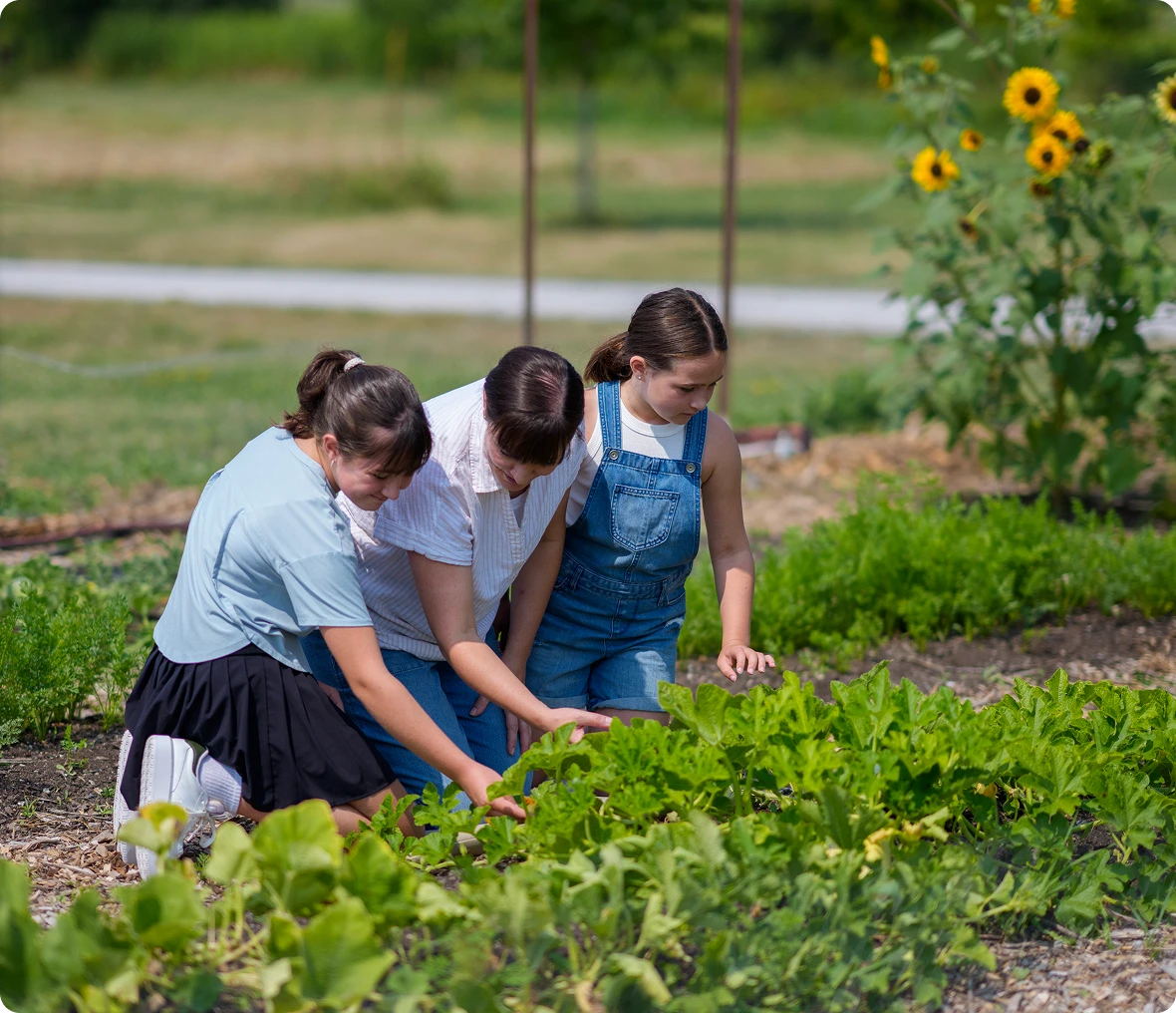 People gardening together in a vegetable patch