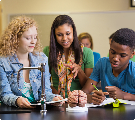 Students learning with brain model