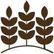 Wheat stalks icon on white background